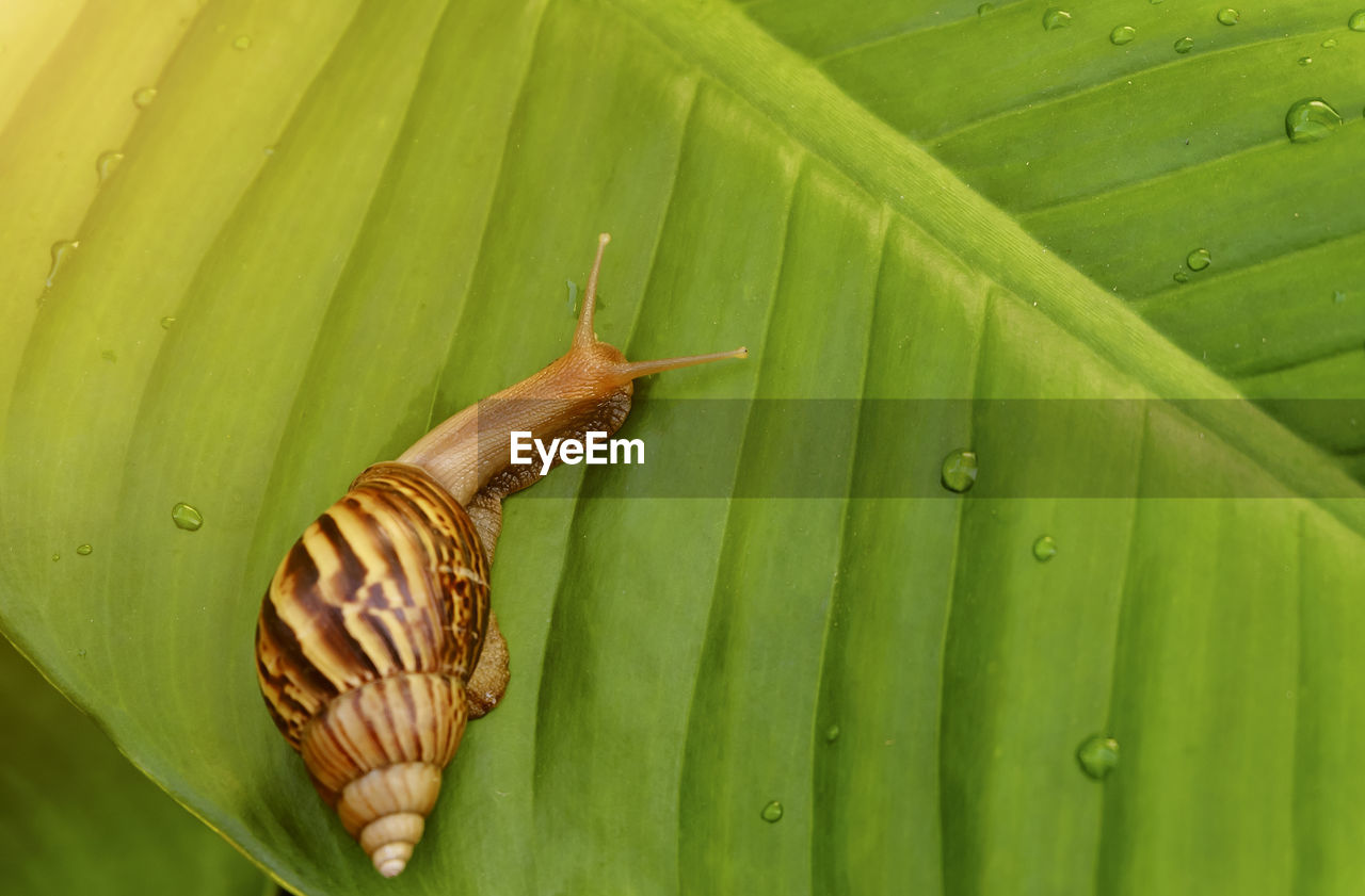 CLOSE-UP OF SNAILS ON LEAVES