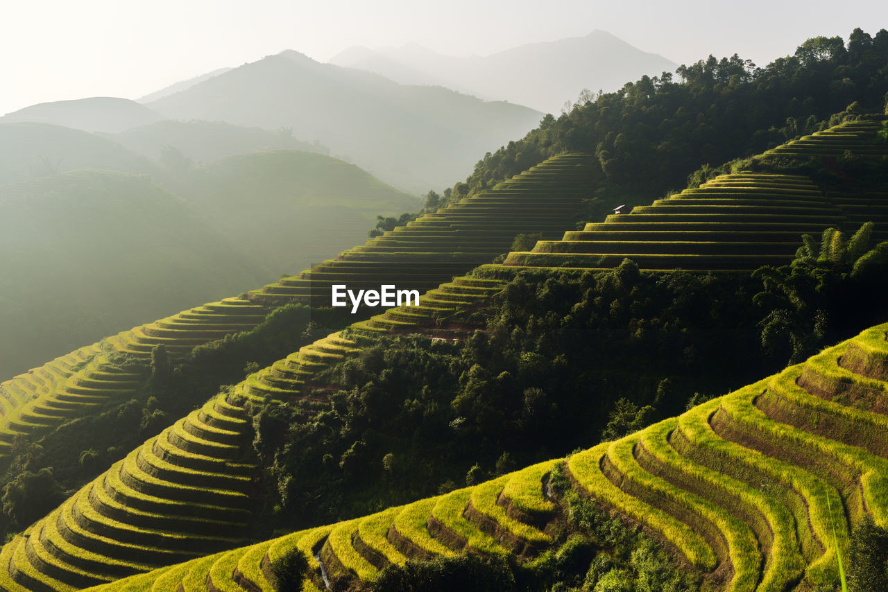 Scenic view of agricultural field