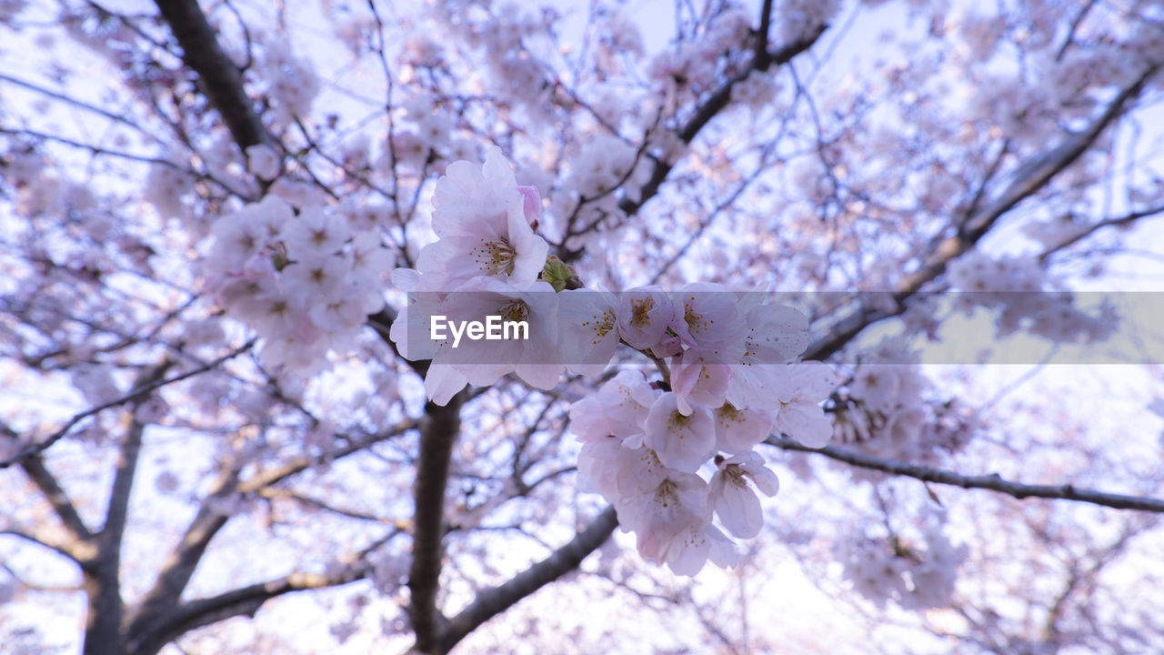 CLOSE-UP OF CHERRY BLOSSOM TREE