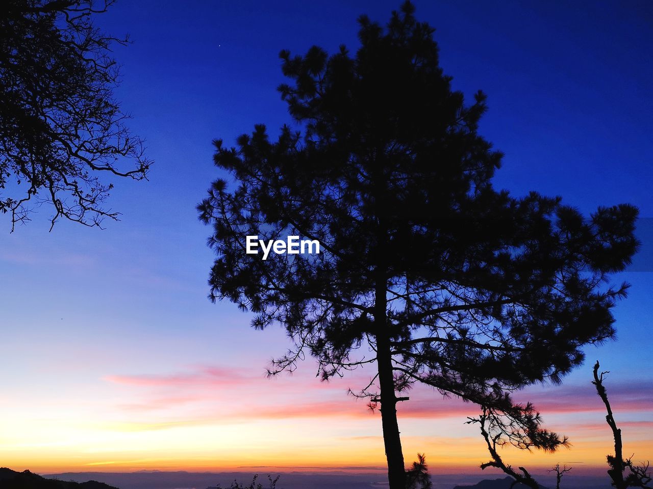 LOW ANGLE VIEW OF SILHOUETTE TREES AGAINST SKY AT SUNSET