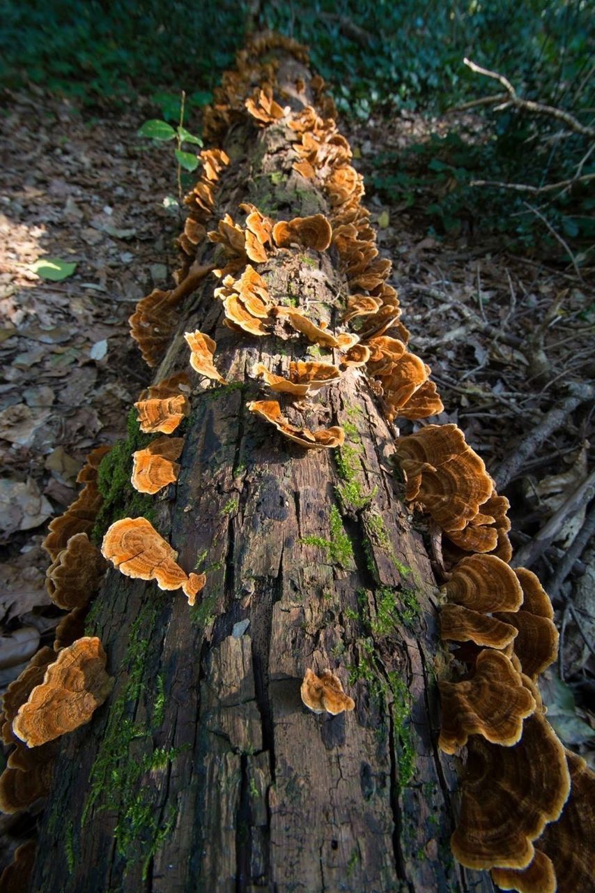 Moss growing on tree trunk in forest