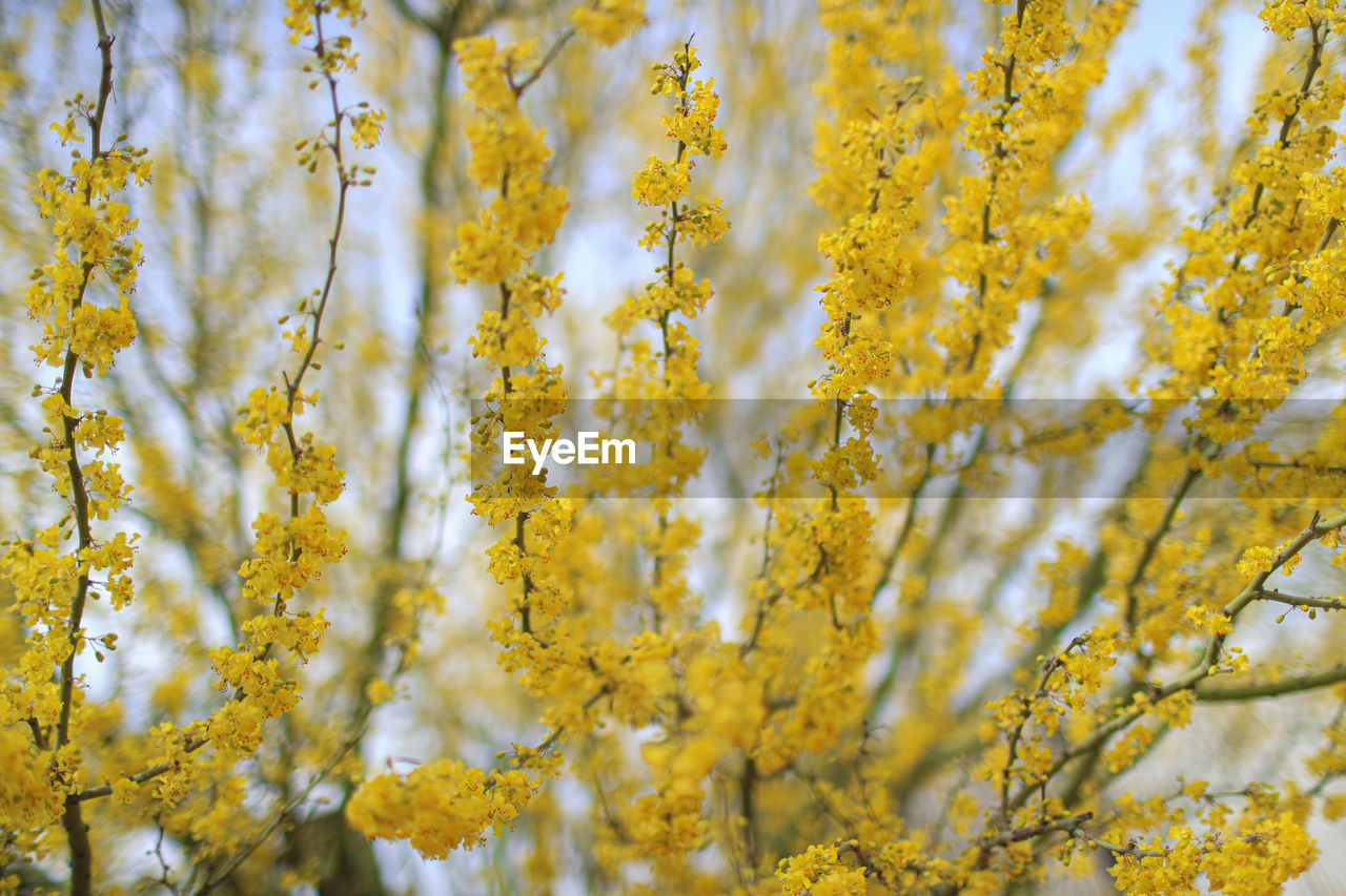 Full frame shot of yellow flowering plants