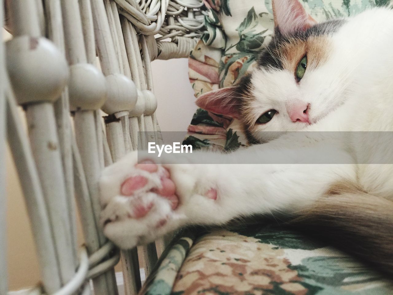 Close-up portrait of cat relaxing on bed at home