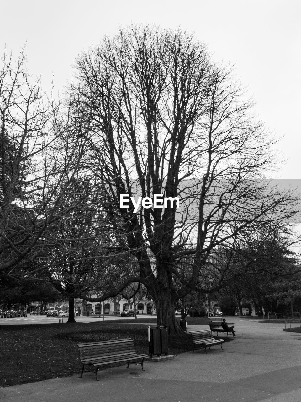 BARE TREES AGAINST THE SKY