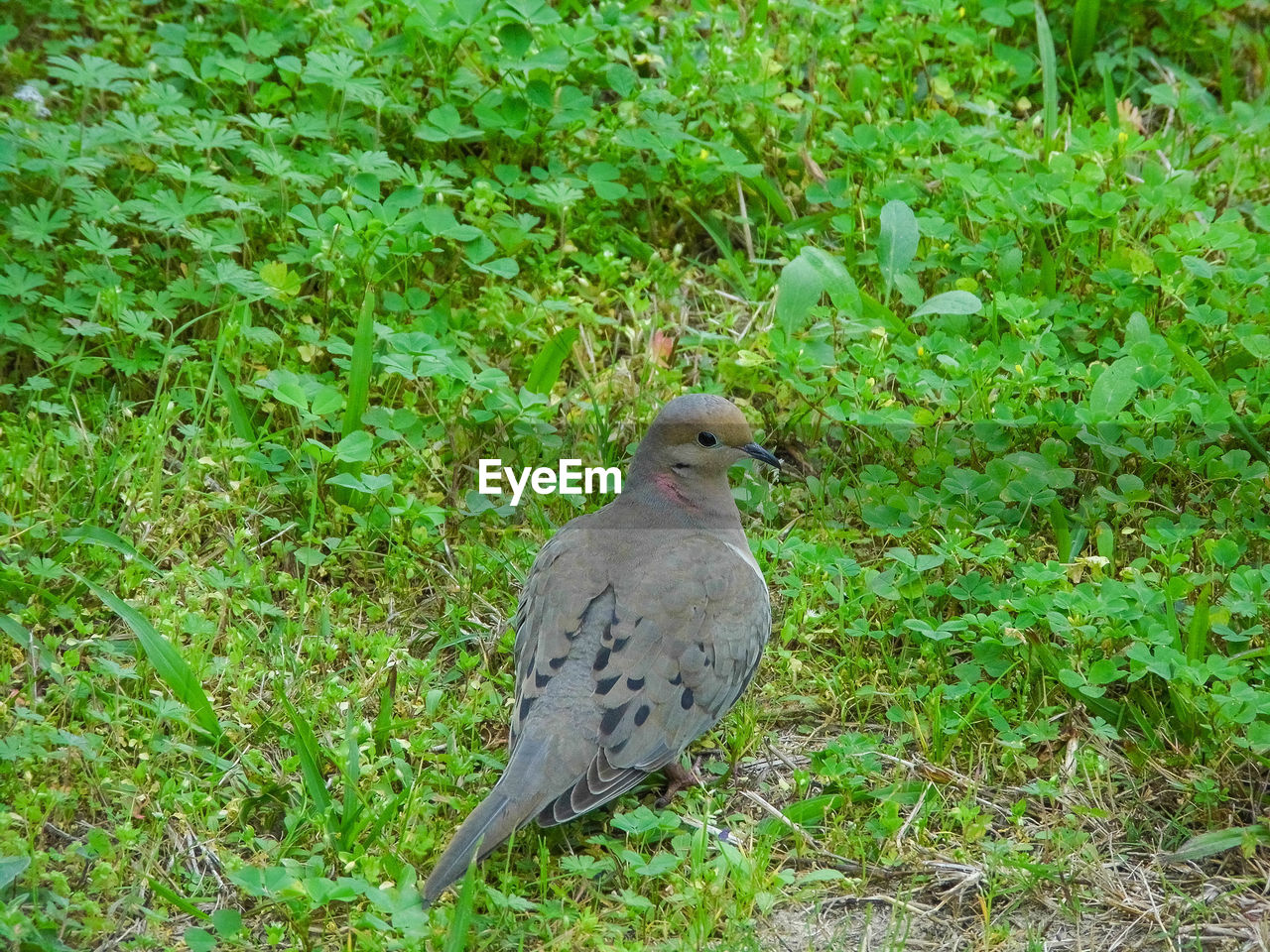 BIRD PERCHING ON GRASS IN PARK