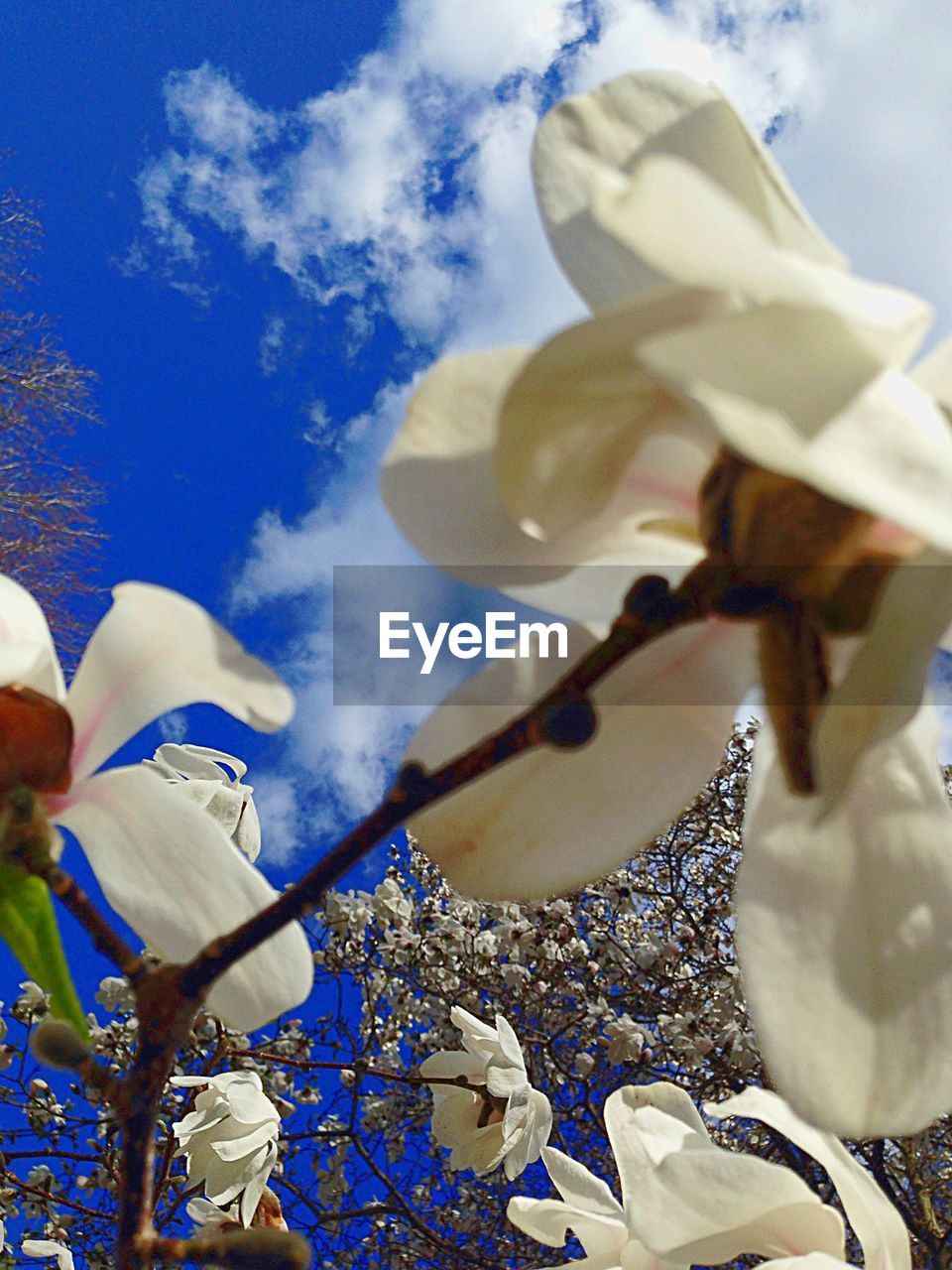 CLOSE-UP OF FLOWERS AGAINST SKY