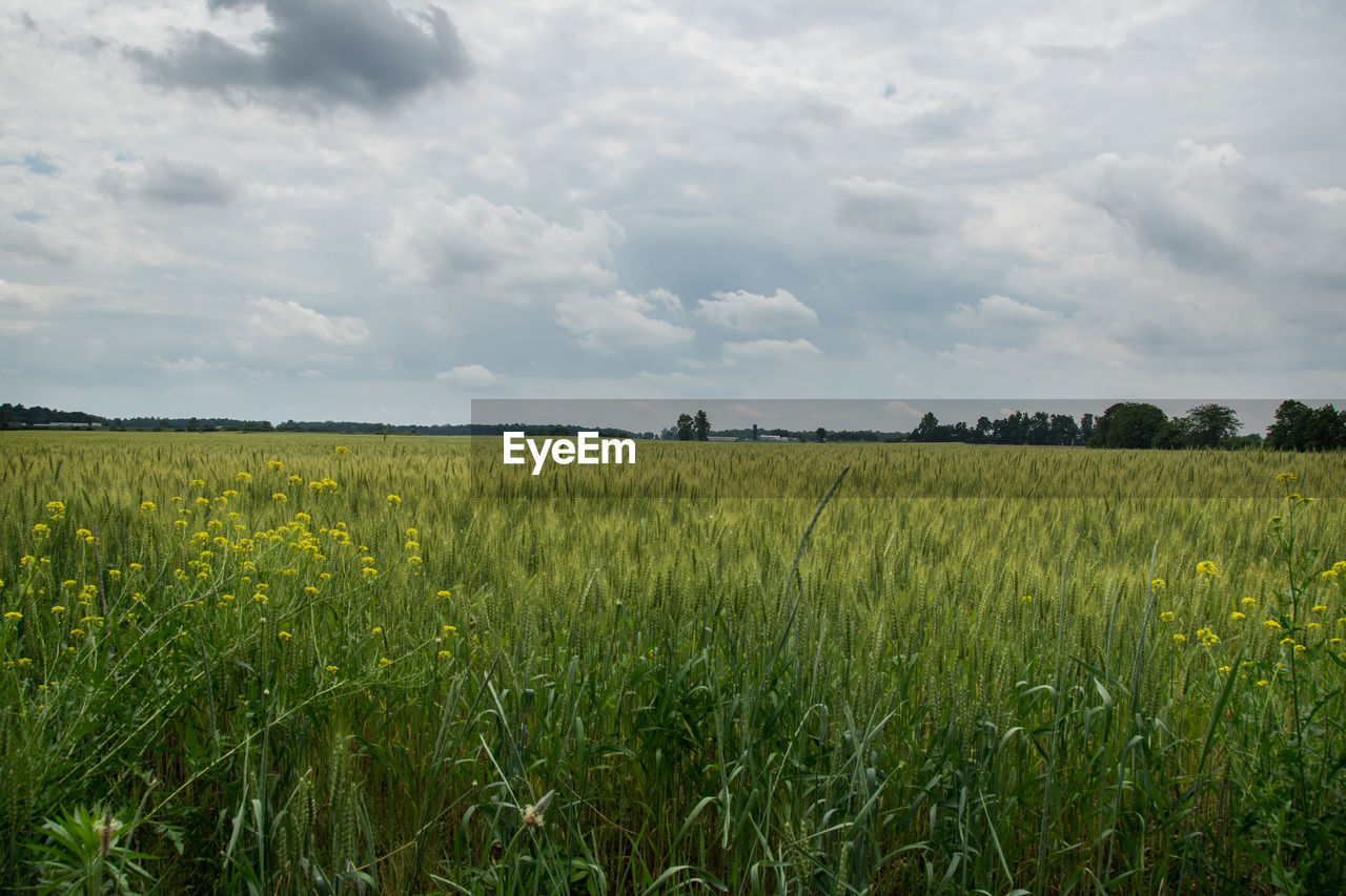 landscape, field, plant, sky, environment, land, cloud, agriculture, rural scene, crop, nature, grass, growth, beauty in nature, cereal plant, grassland, horizon, scenics - nature, prairie, plain, rural area, meadow, food, no people, rapeseed, farm, tranquility, green, flower, food and drink, freshness, outdoors, pasture, day, horizon over land, tranquil scene, barley, corn, non-urban scene, natural environment, social issues, idyllic, tree, paddy field, produce, springtime, abundance, environmental conservation, summer, yellow, vegetable, flowering plant