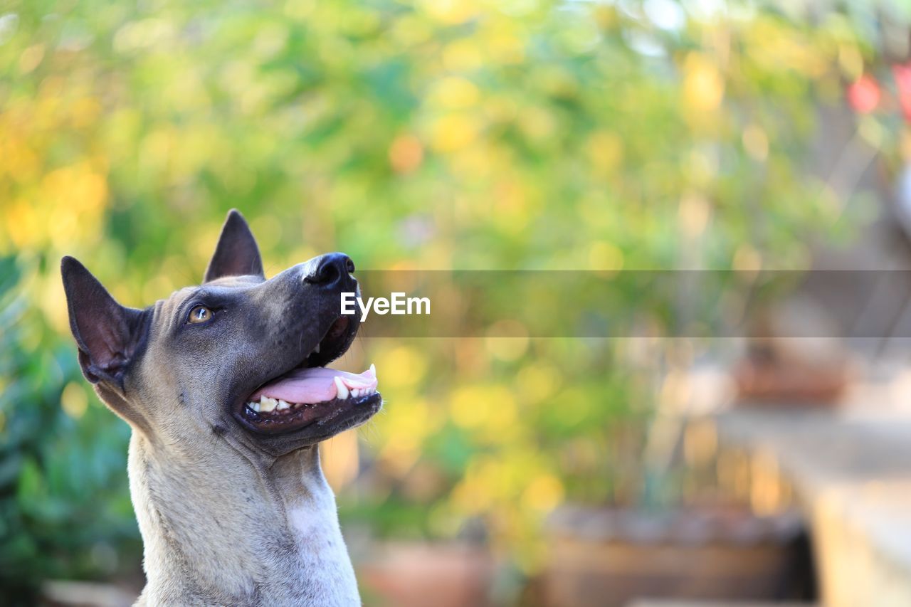 CLOSE-UP OF DOG LOOKING AWAY OUTDOORS