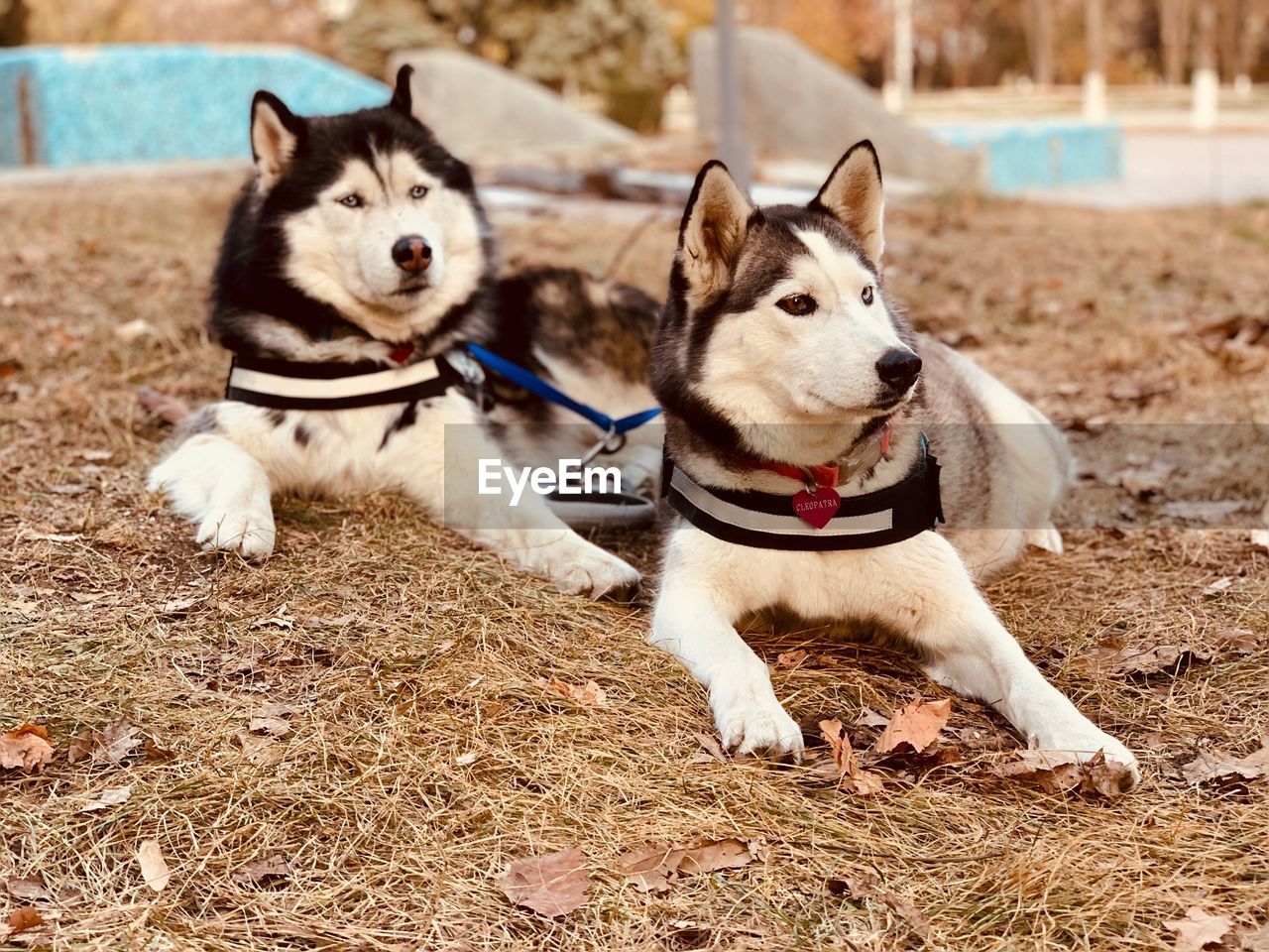 Dogs looking away while lying on land