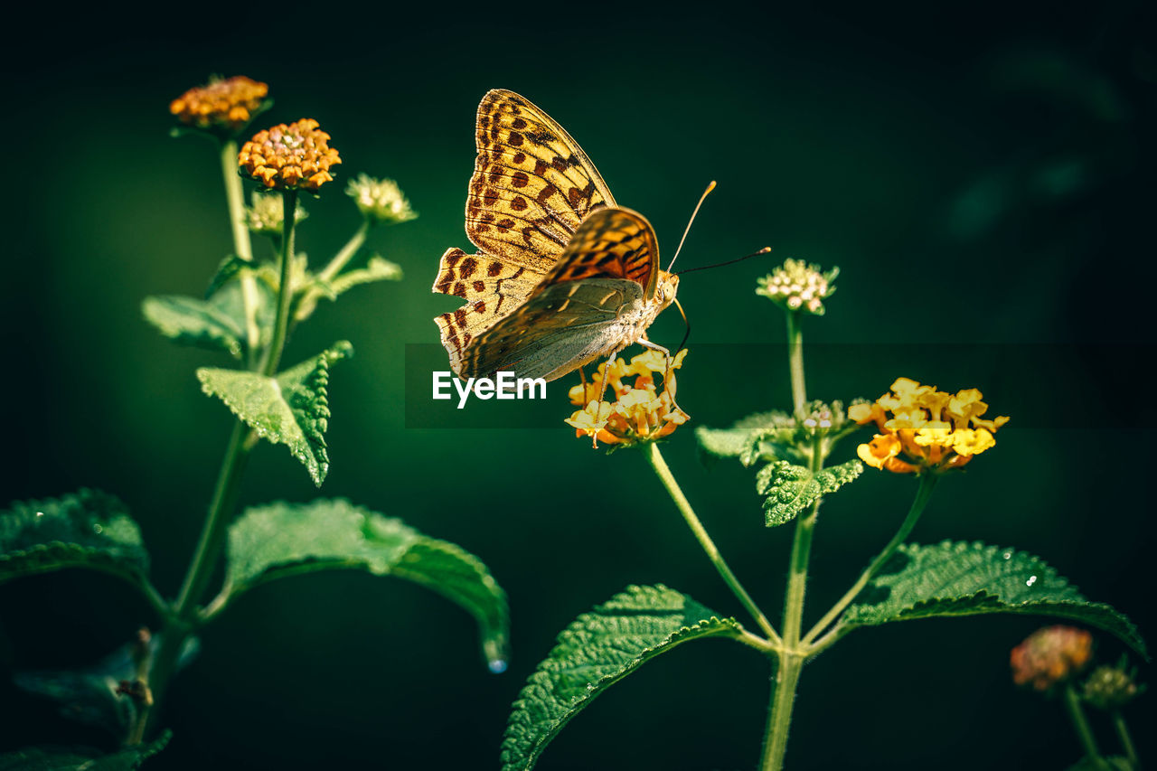 Close-up of butterfly on flower