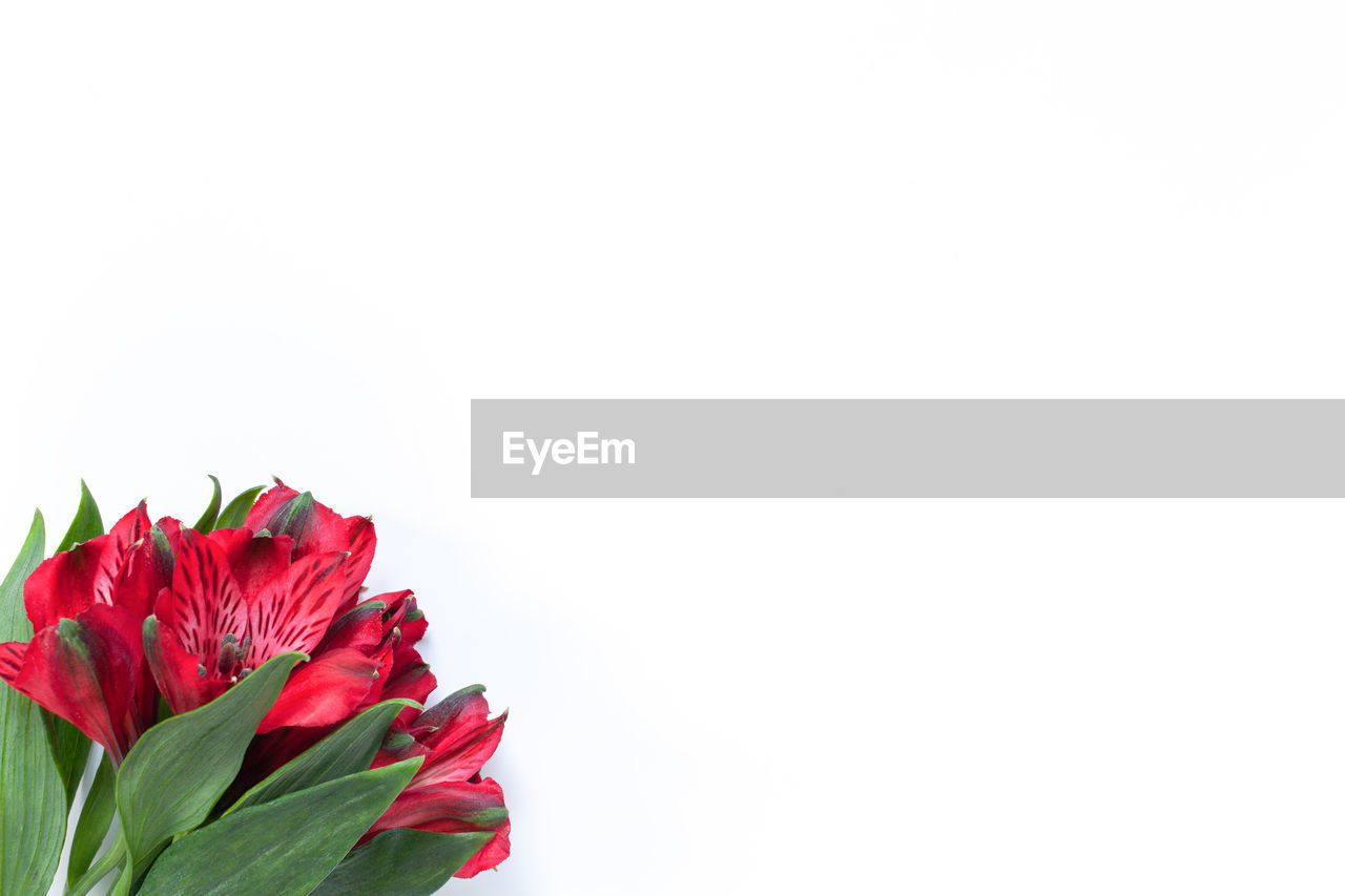 Bouquet of red flowers alstroemeria on white background. flat lay. horizontal. mockup. copy space