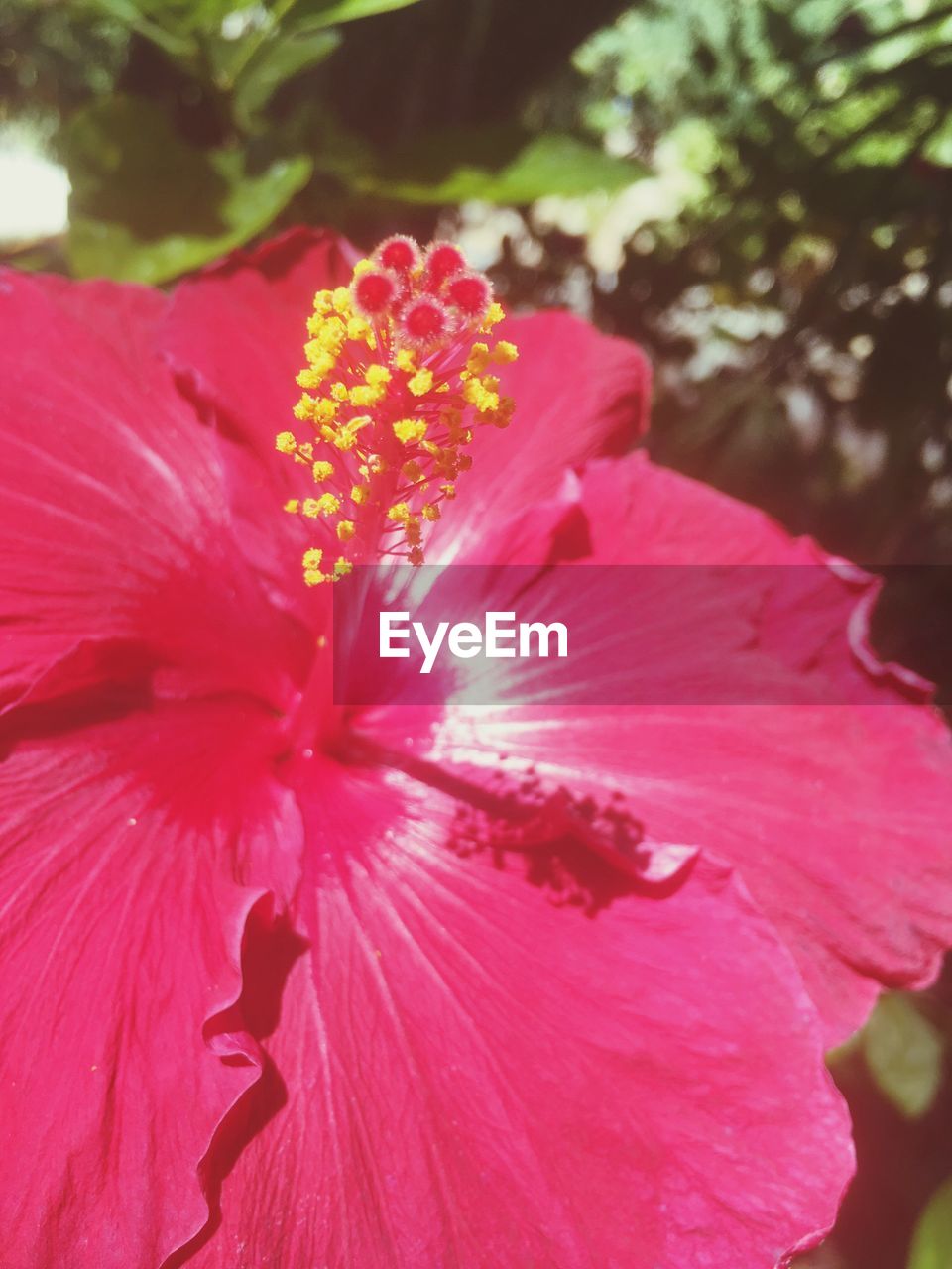 CLOSE-UP OF PINK FLOWER BLOOMING