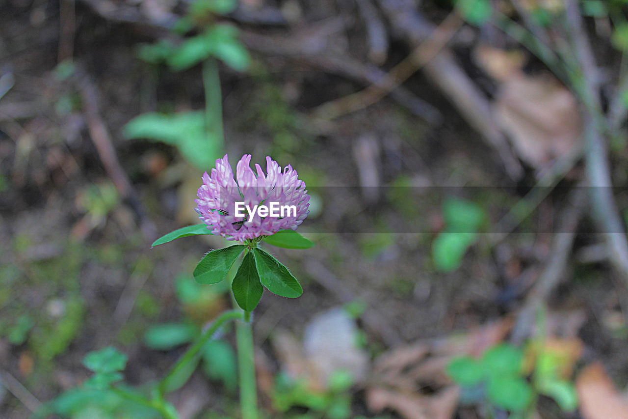 CLOSE-UP OF PURPLE FLOWERING PLANTS ON FIELD