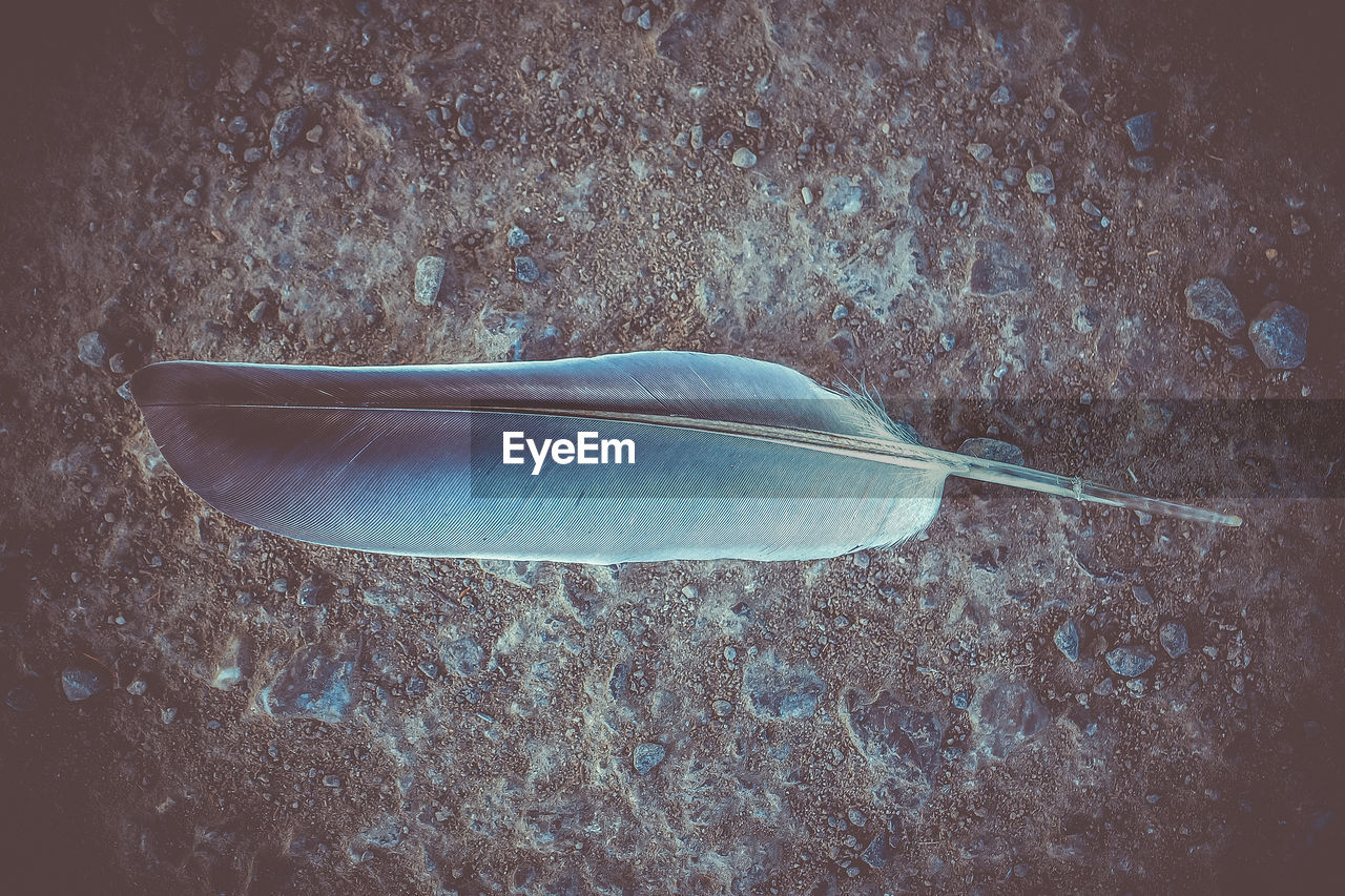 HIGH ANGLE VIEW OF FEATHERS