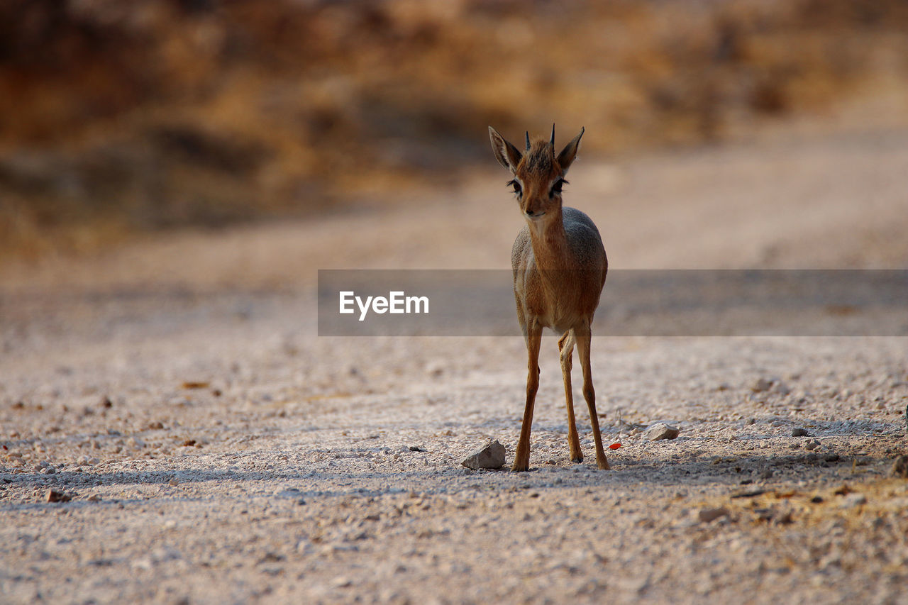 Dik-dik standing on land