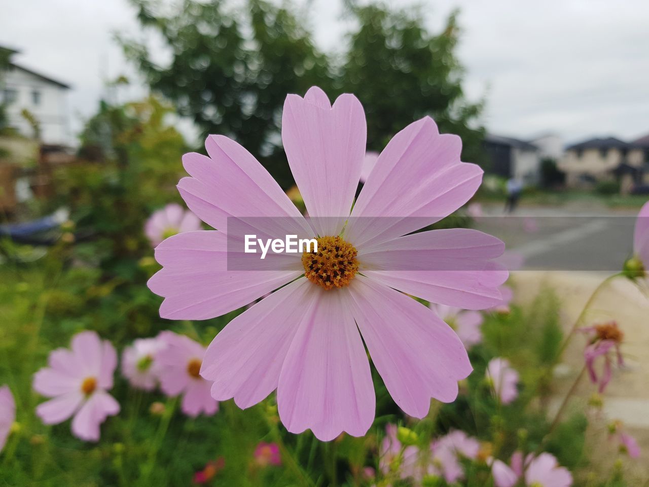 CLOSE-UP OF PINK FLOWER