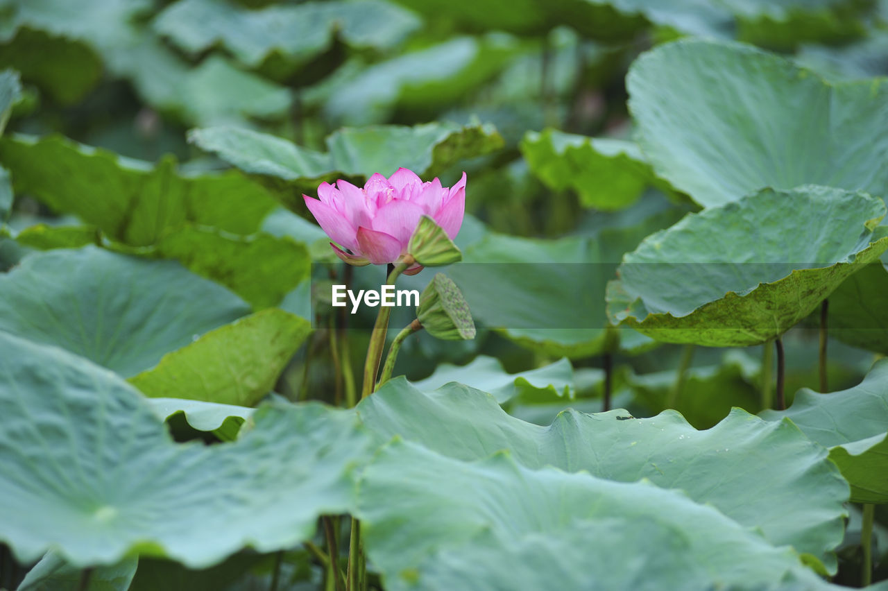 CLOSE-UP OF PINK WATER LILY ON LEAVES