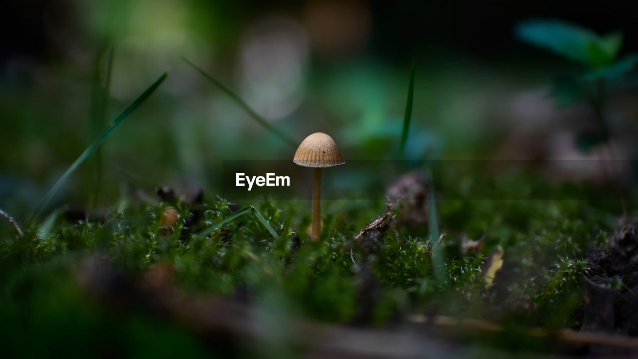 CLOSE-UP OF MUSHROOMS ON FIELD