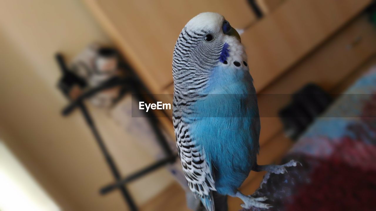 Close-up of parrot perching on floor