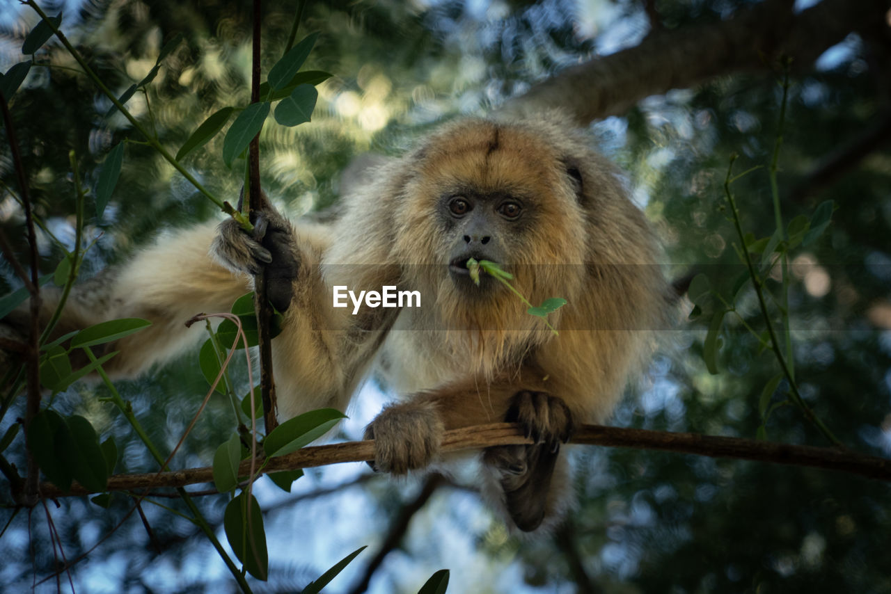 Low angle view of monkey sitting on tree