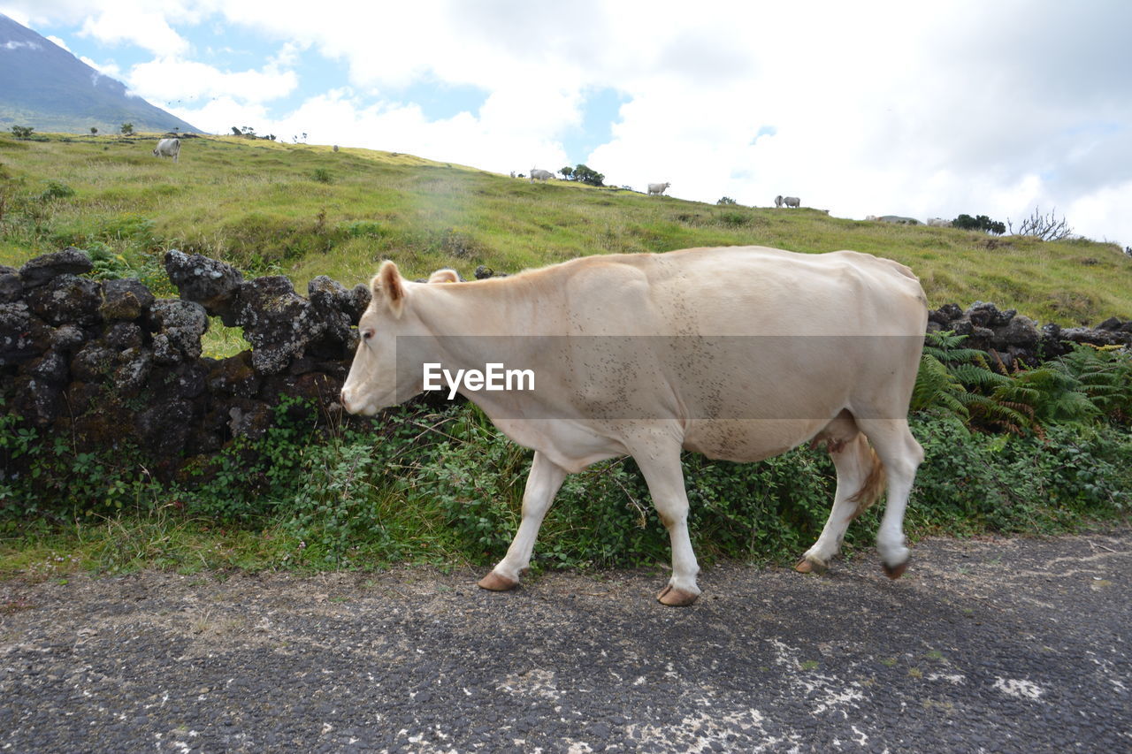 Cow standing in a field