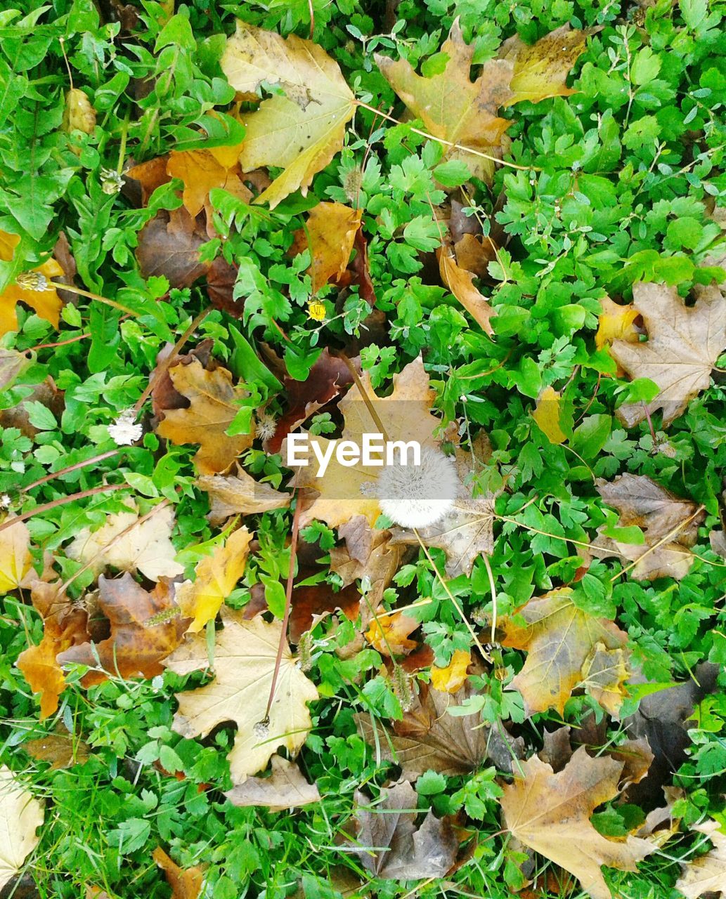 HIGH ANGLE VIEW OF AUTUMN LEAVES ON FIELD