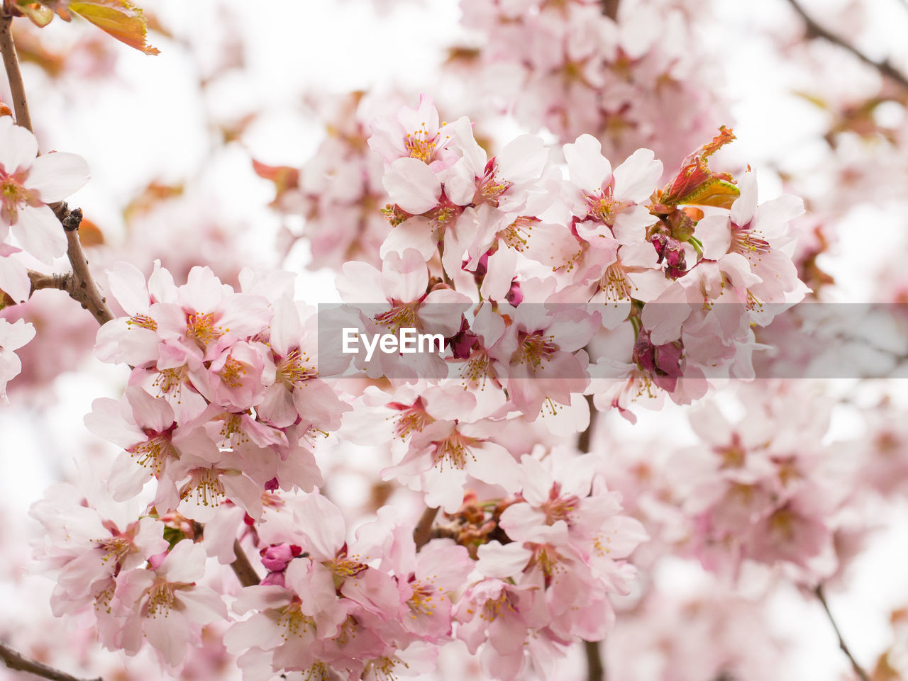 CLOSE-UP OF PINK CHERRY BLOSSOM