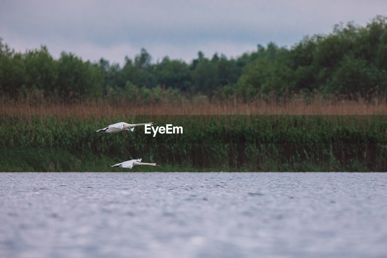 Swans flying over lake against sky