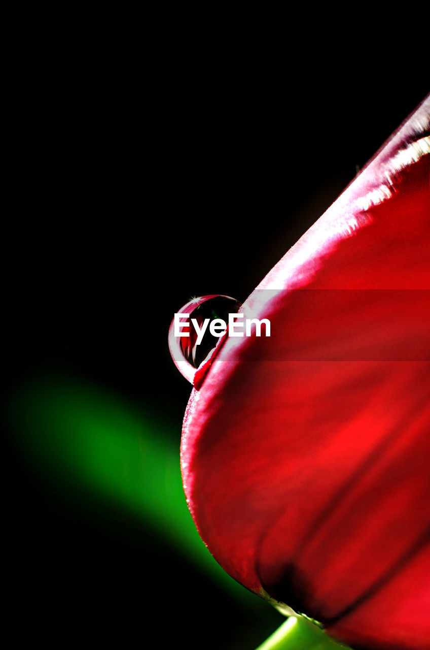 CLOSE-UP OF RED FLOWER