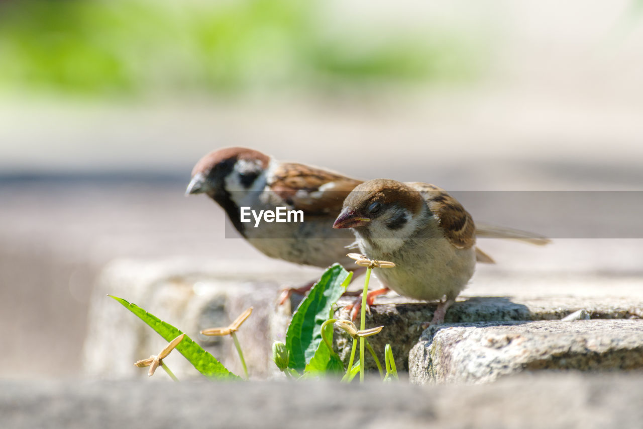 animal, animal themes, bird, animal wildlife, sparrow, wildlife, beak, house sparrow, eating, food, one animal, nature, close-up, food and drink, selective focus, no people, day, outdoors, young animal, focus on foreground, full length, feeding, grass, side view, plant