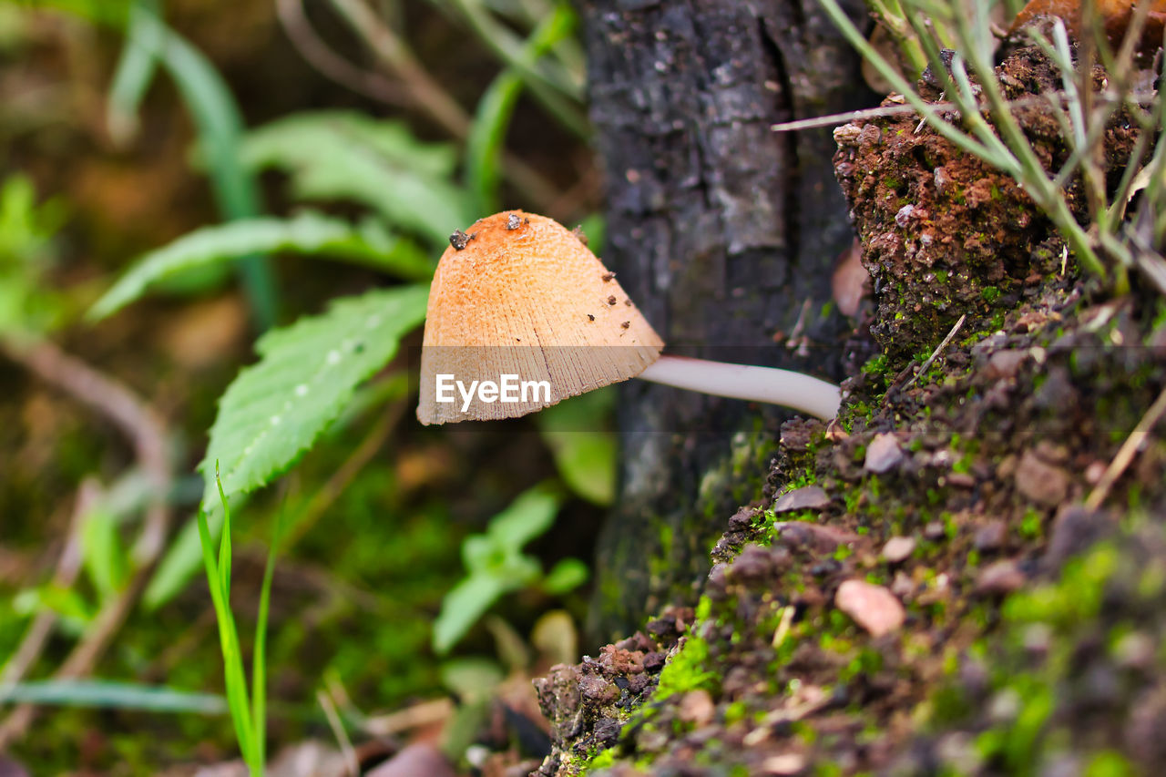 CLOSE-UP OF MUSHROOM GROWING OUTDOORS