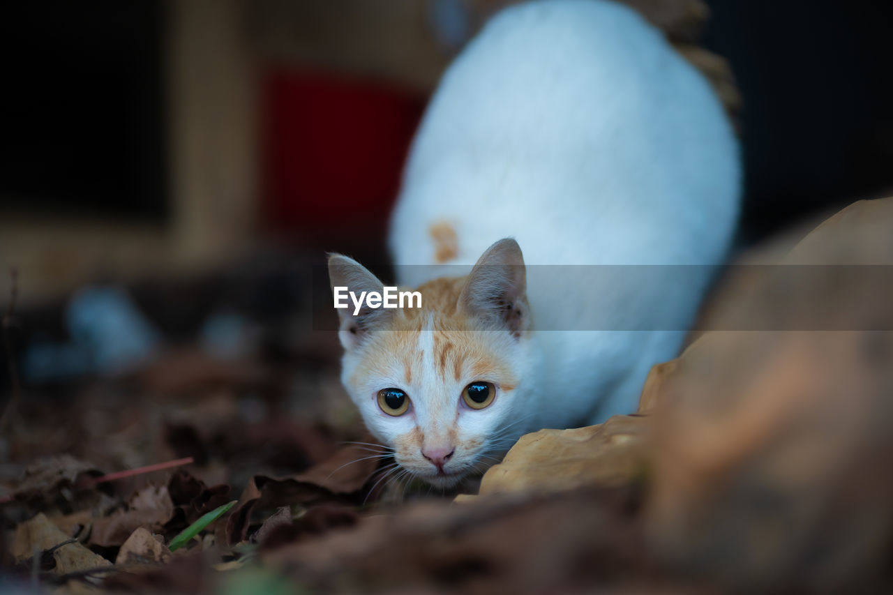 CLOSE-UP PORTRAIT OF KITTEN ON FLOOR