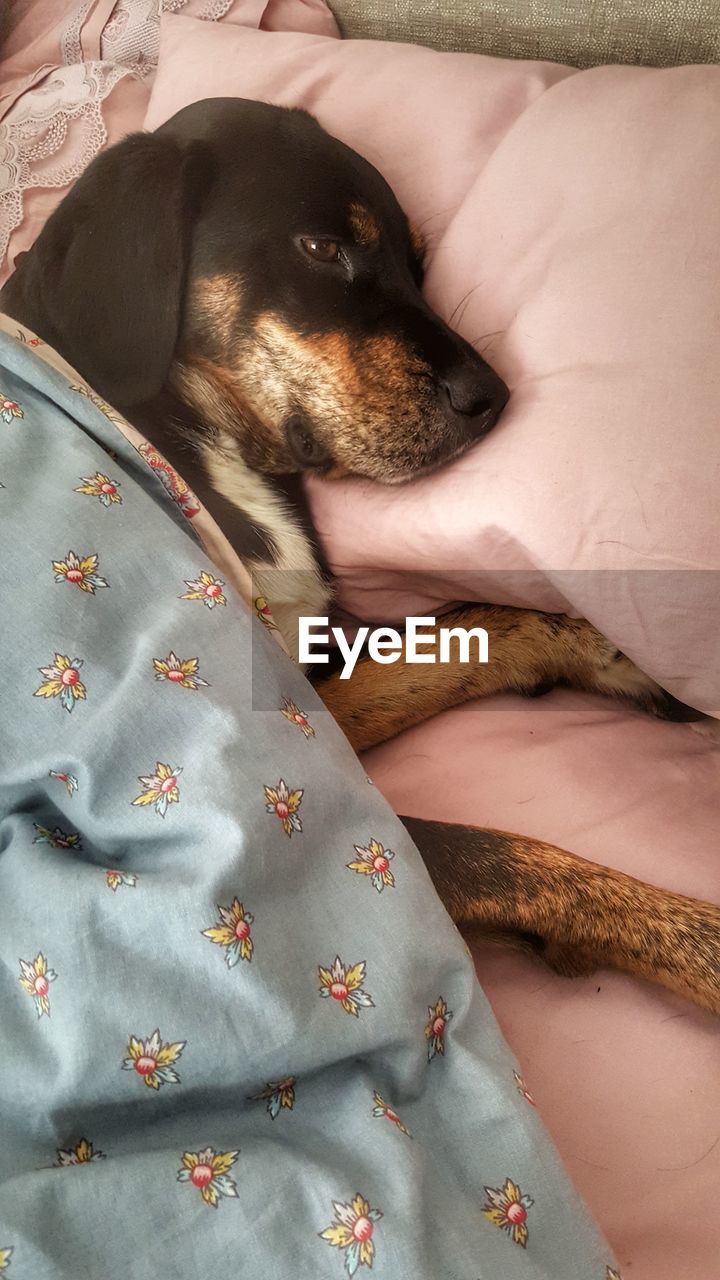 HIGH ANGLE VIEW OF DOG ON BED