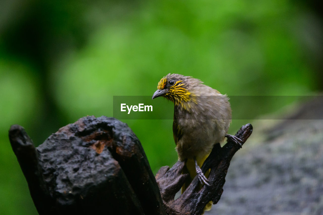 animal themes, animal, bird, animal wildlife, nature, wildlife, one animal, beak, close-up, perching, green, focus on foreground, no people, outdoors, bird of prey, day, branch, tree, full length, animal body part