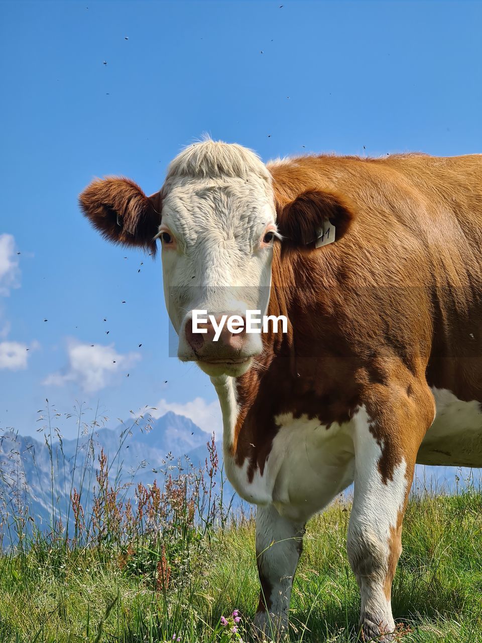 Cows standing in a field