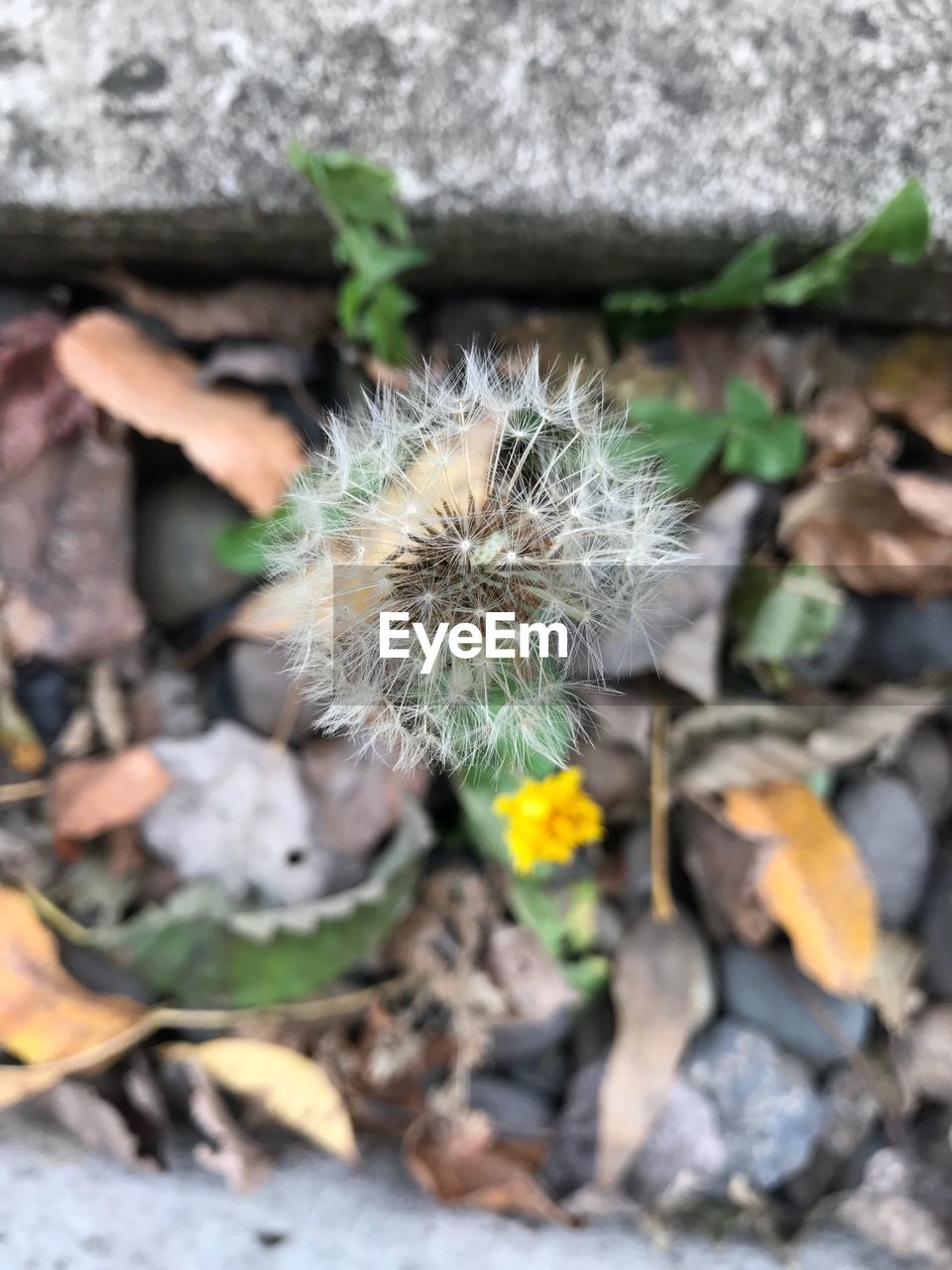 CLOSE-UP OF DANDELIONS