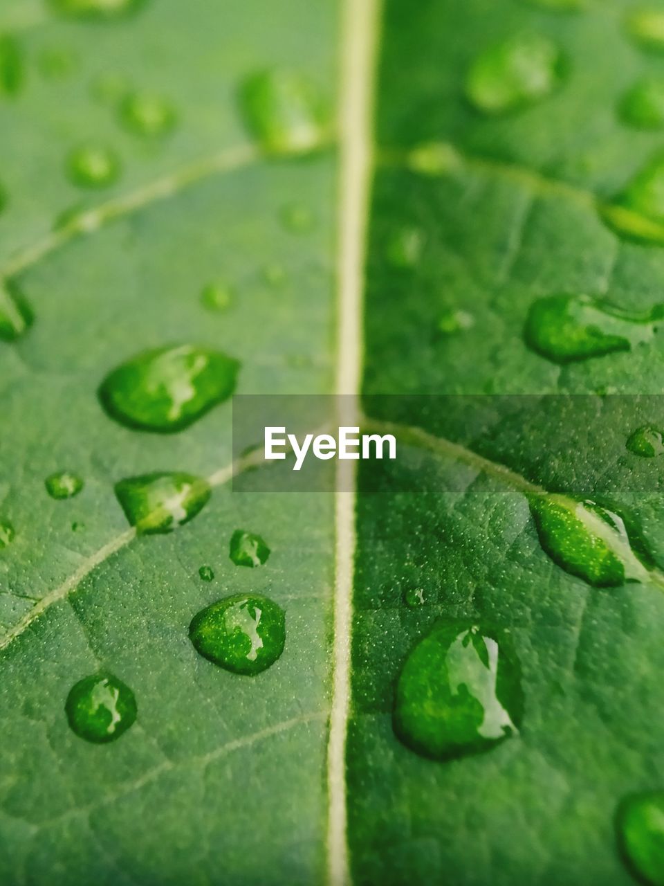 Close-up of raindrops on leaves