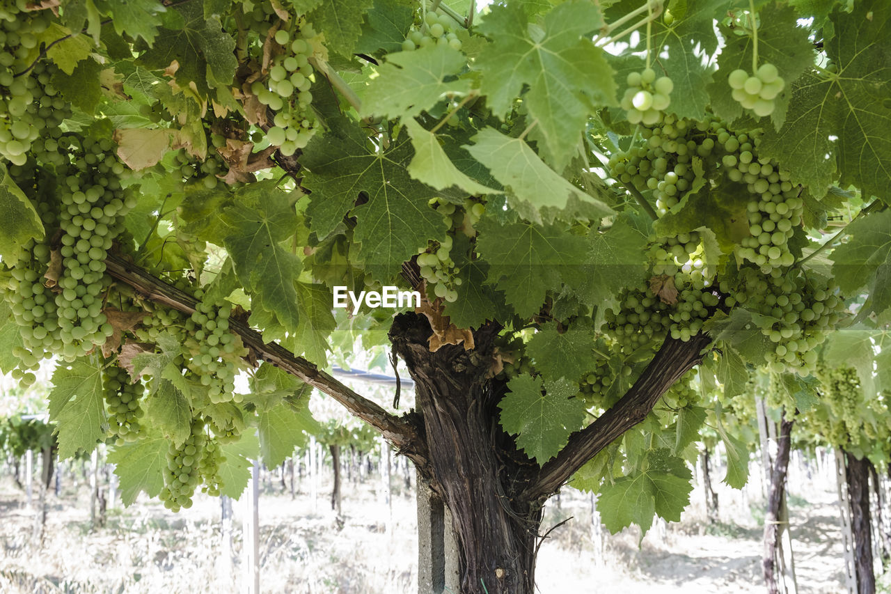 Close-up of grapes growing on vine at vineyard