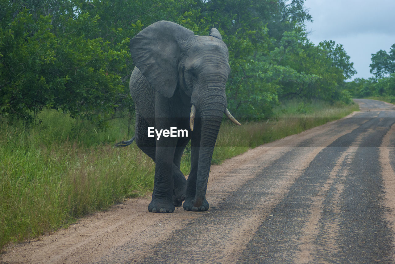 Rear view of elephant walking on road