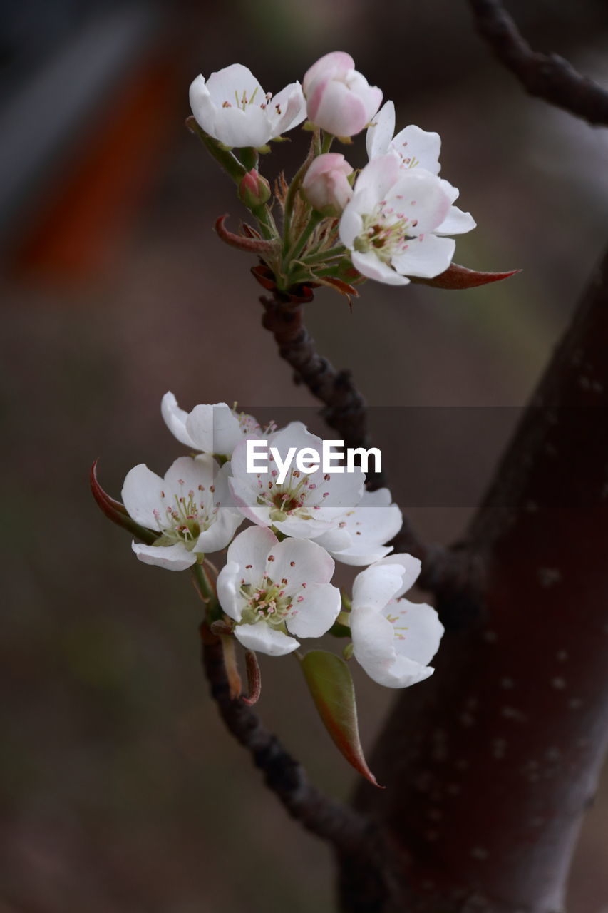 CLOSE-UP OF WHITE FLOWERS