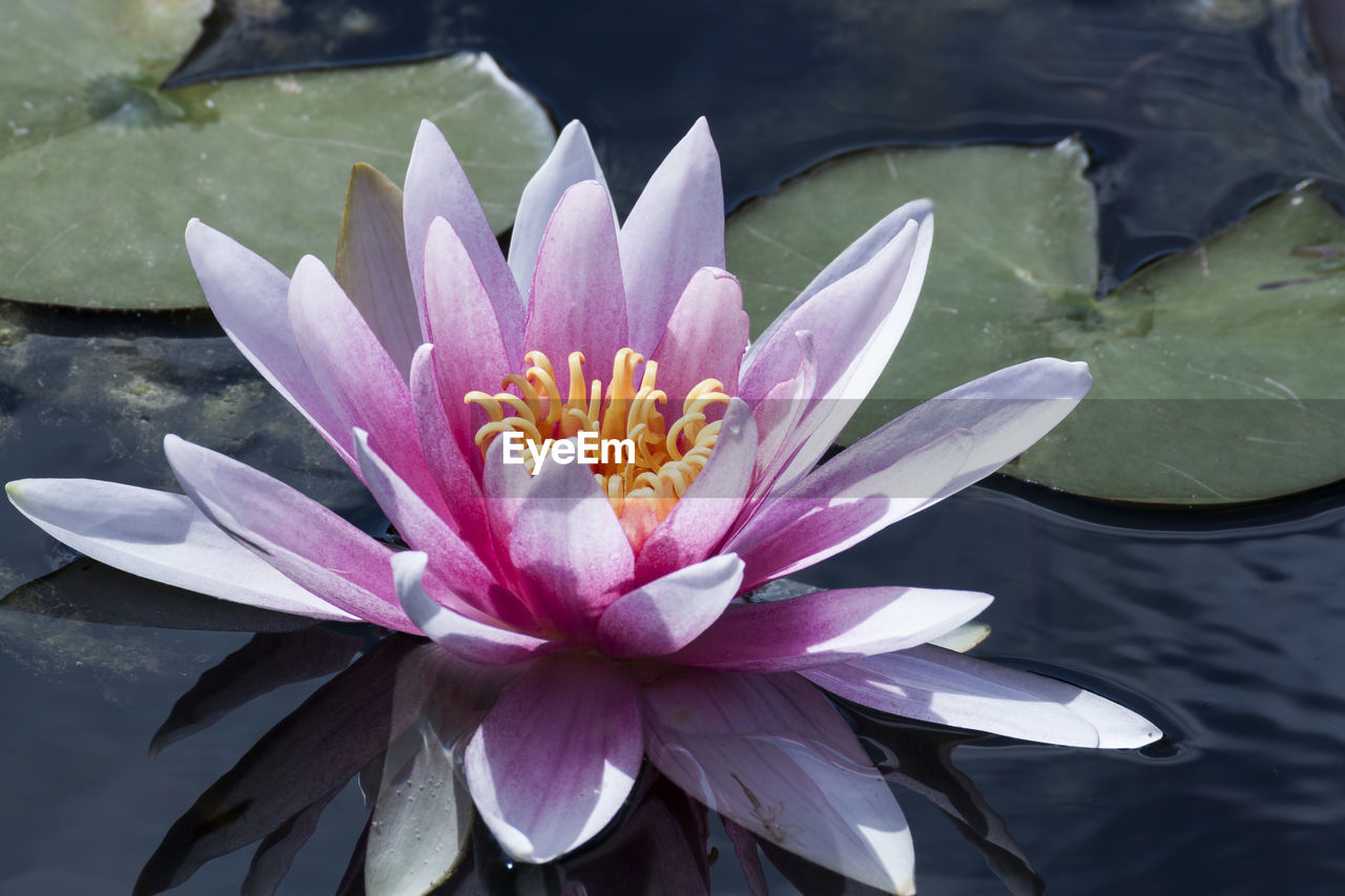 CLOSE-UP OF LOTUS WATER LILY IN POND
