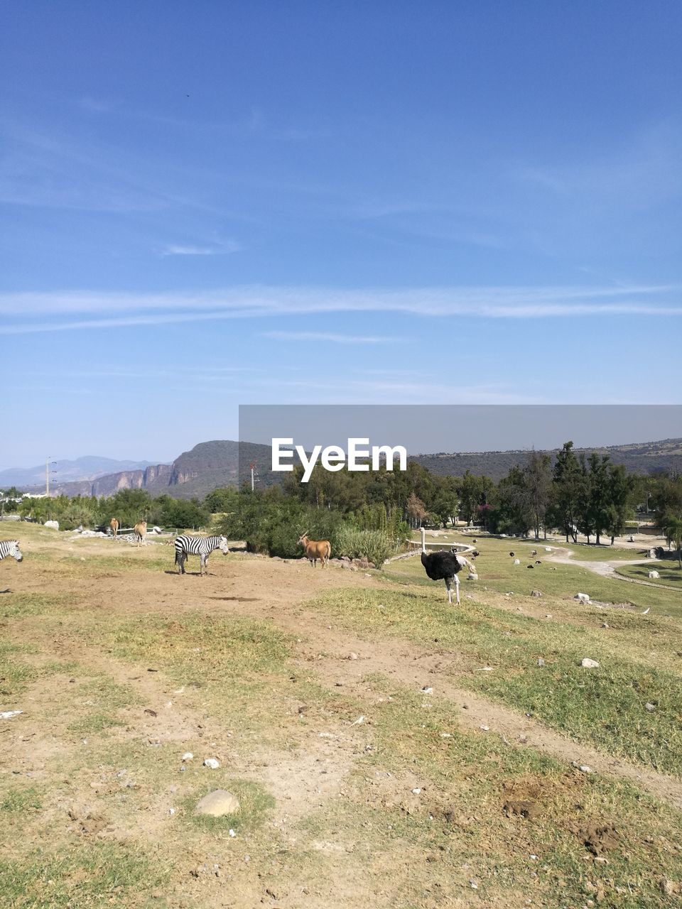 Scenic view of trees against blue sky