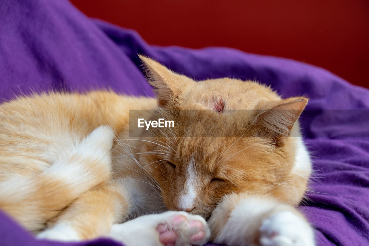 Domestic ginger cat with a swollen nose due to pus and abscess from infected cut on head