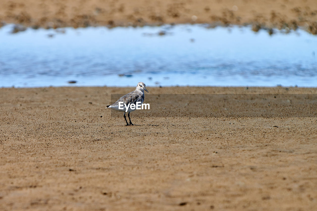 Sandpiper bird on a beach