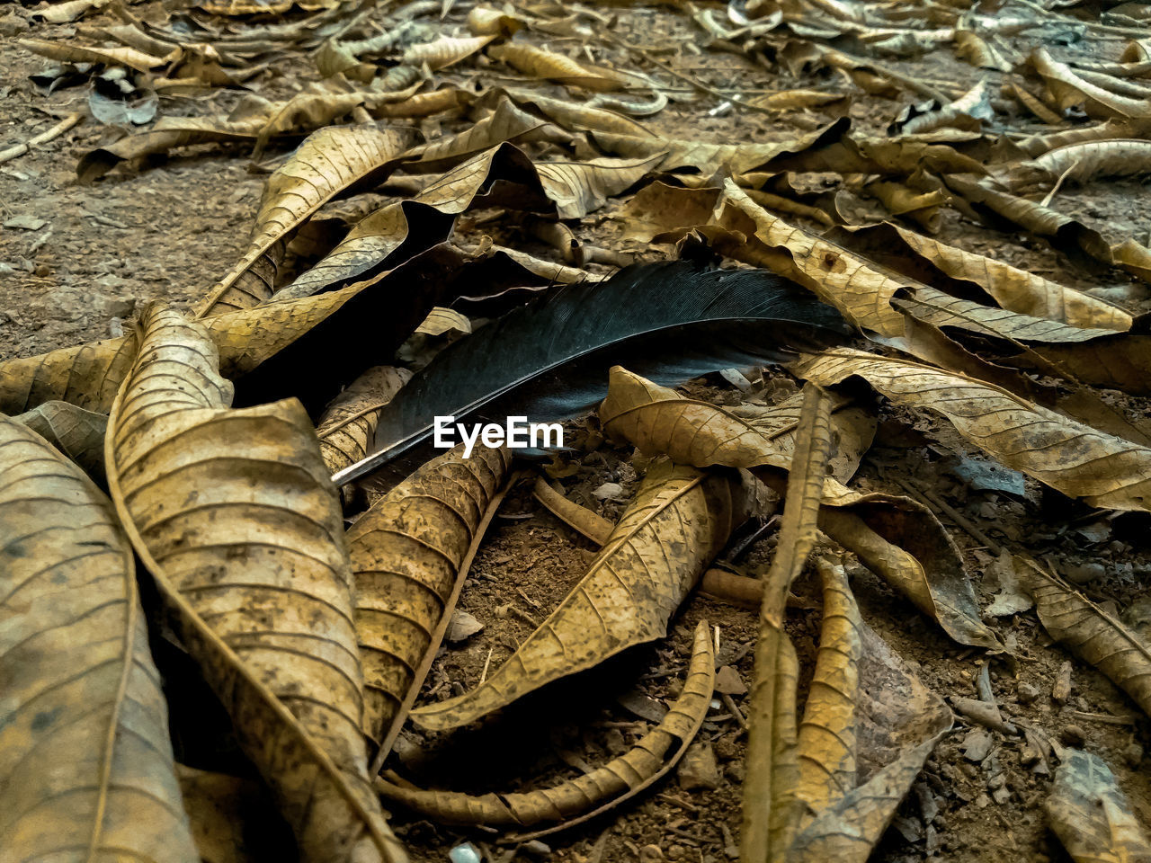 CLOSE-UP OF DRIED LEAVES ON FIELD