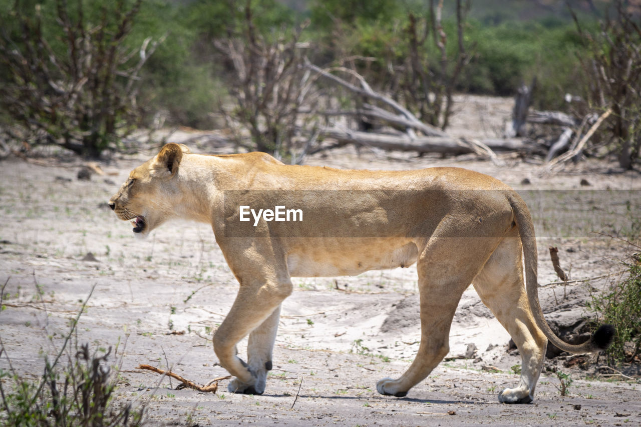 Female lion majectically and self-assured walking the barren landscape of chobe national park
