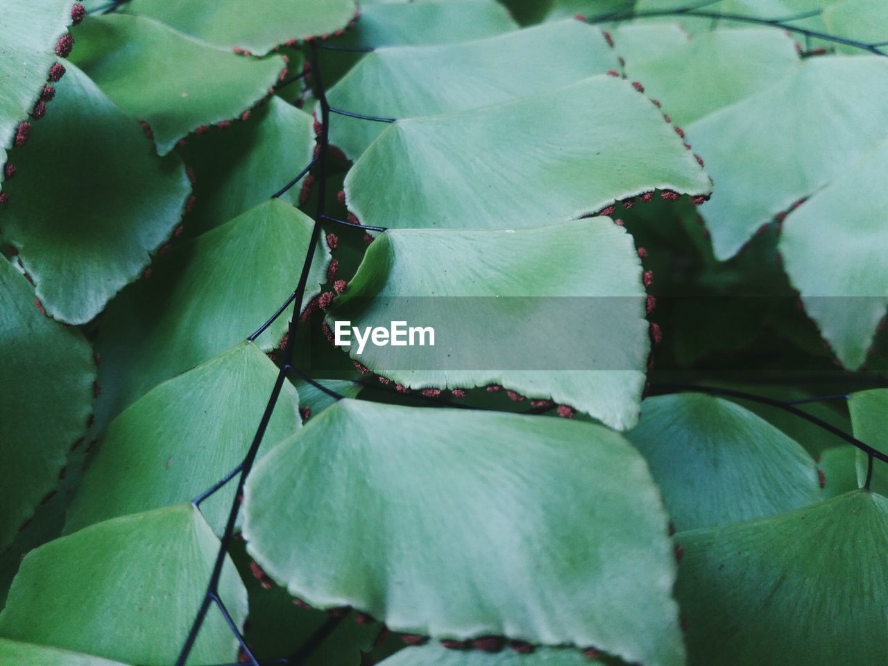 FULL FRAME SHOT OF GREEN PLANT