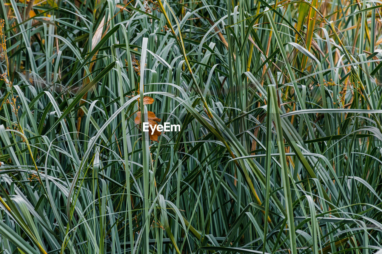 plant, grass, growth, green, crop, nature, no people, day, beauty in nature, field, land, agriculture, flower, lawn, tranquility, outdoors, prairie, leaf, full frame, one animal