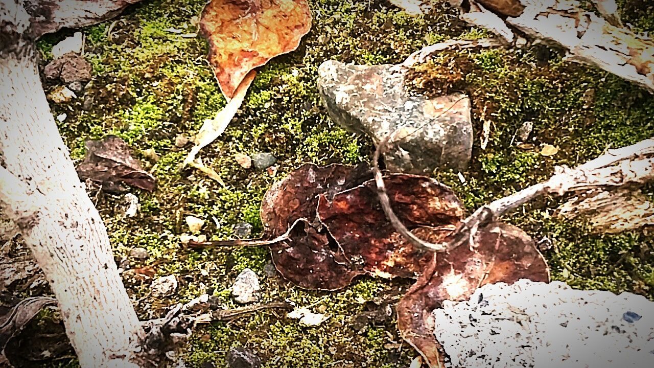 CLOSE-UP OF PLANTS