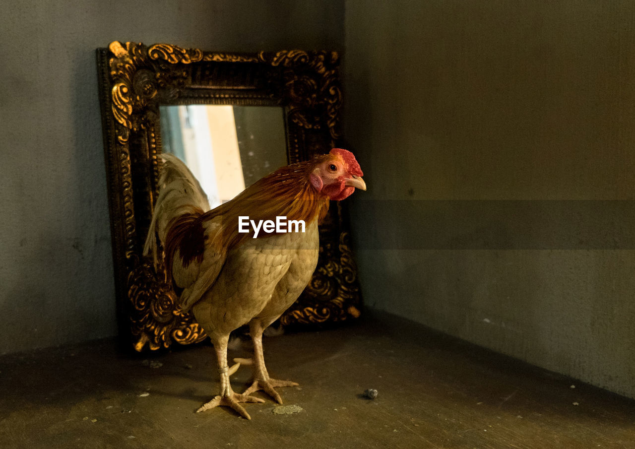 CLOSE-UP OF A ROOSTER